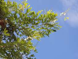 Plancia ëd Leucaena trichodes (Jacq.) Benth.