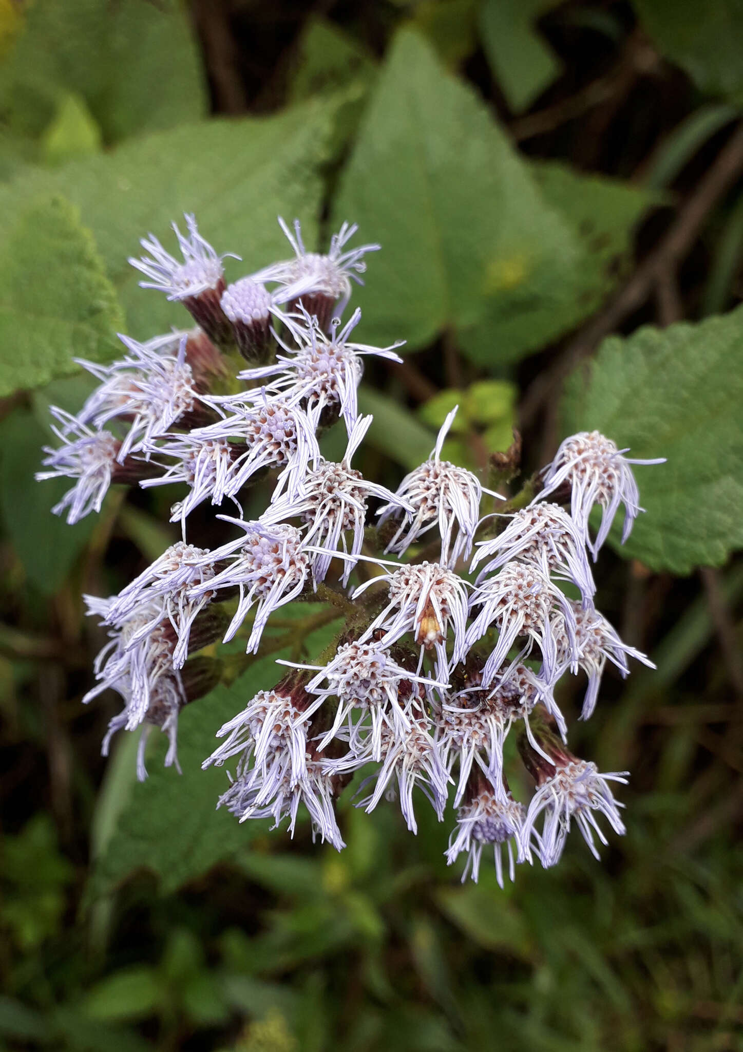 Aristeguietia lamiifolia (Kunth) R. King & H. Rob.的圖片