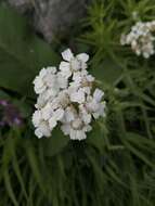 Sivun Achillea biserrata M. Bieb. kuva