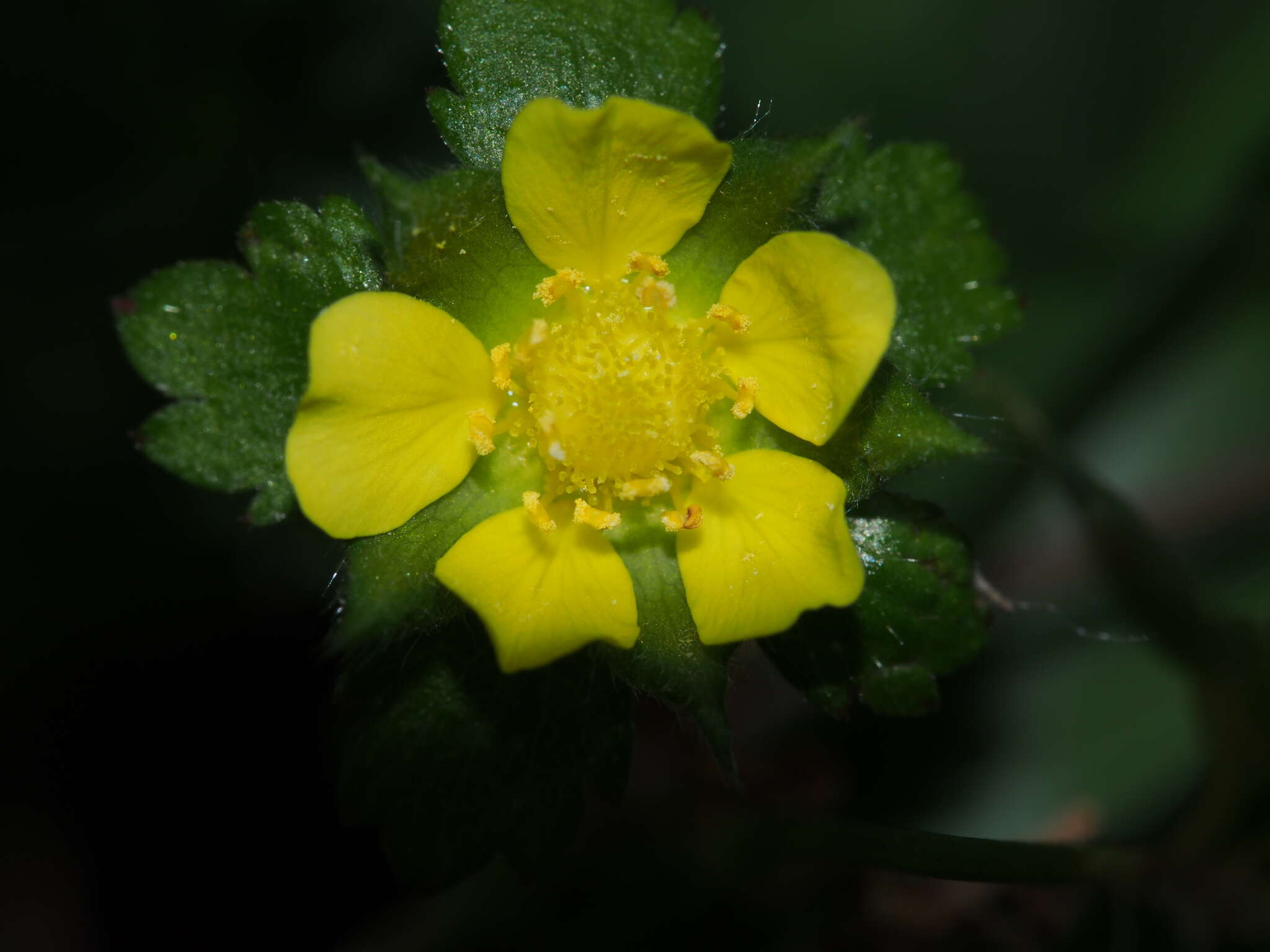 Image of Potentilla wallichiana Ser.