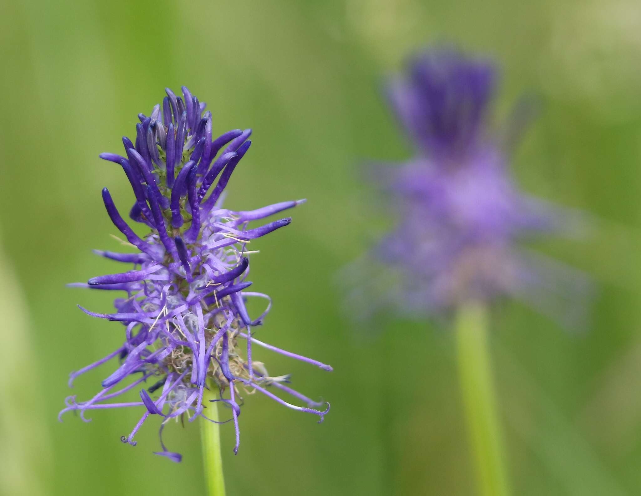 Image de Phyteuma persicifolium Hoppe