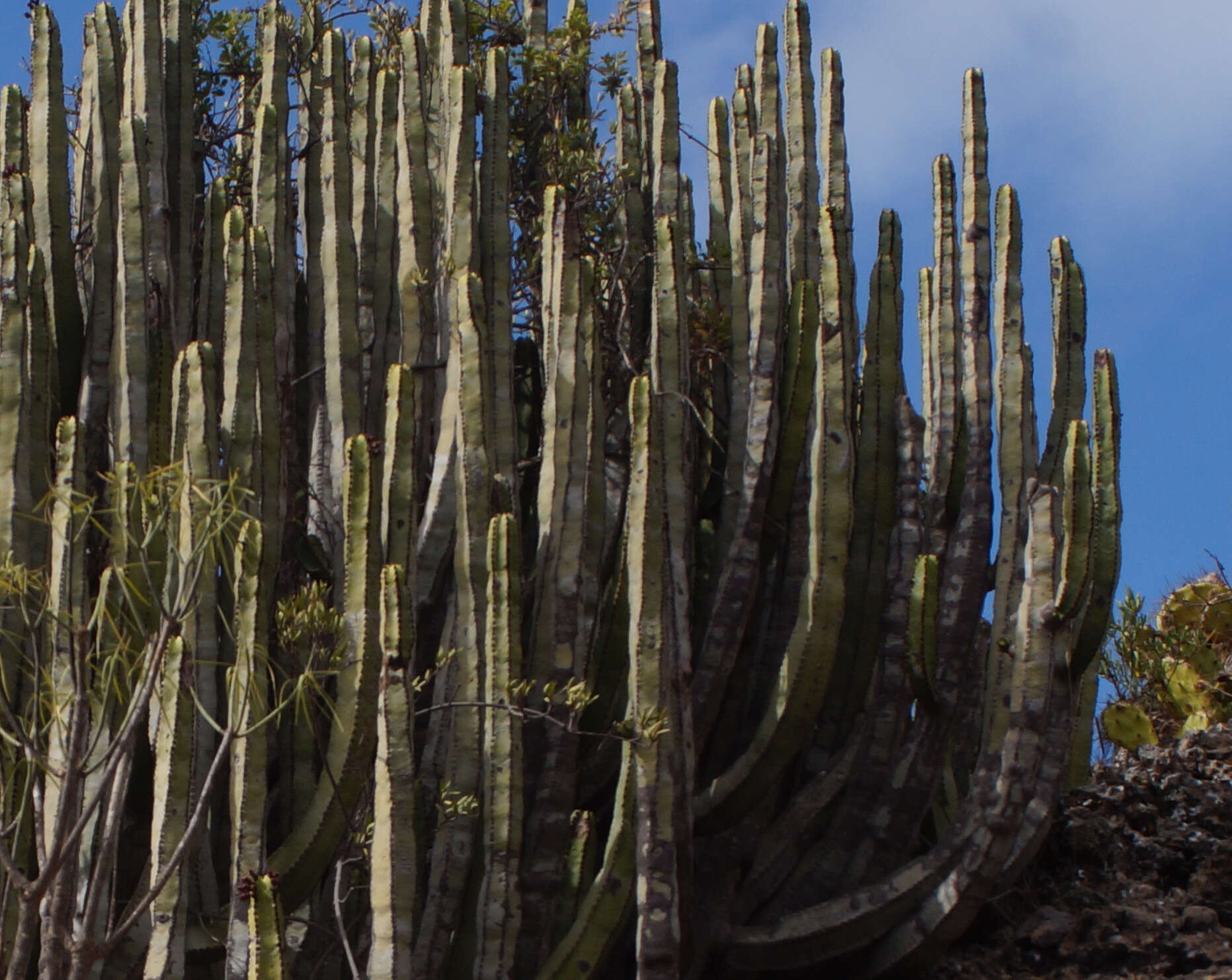 Imagem de Euphorbia canariensis L.