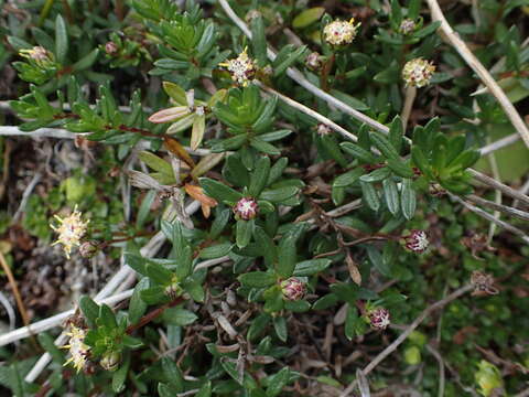 Image of Baccharis nivalis (Wedd.) Sch. Bip.