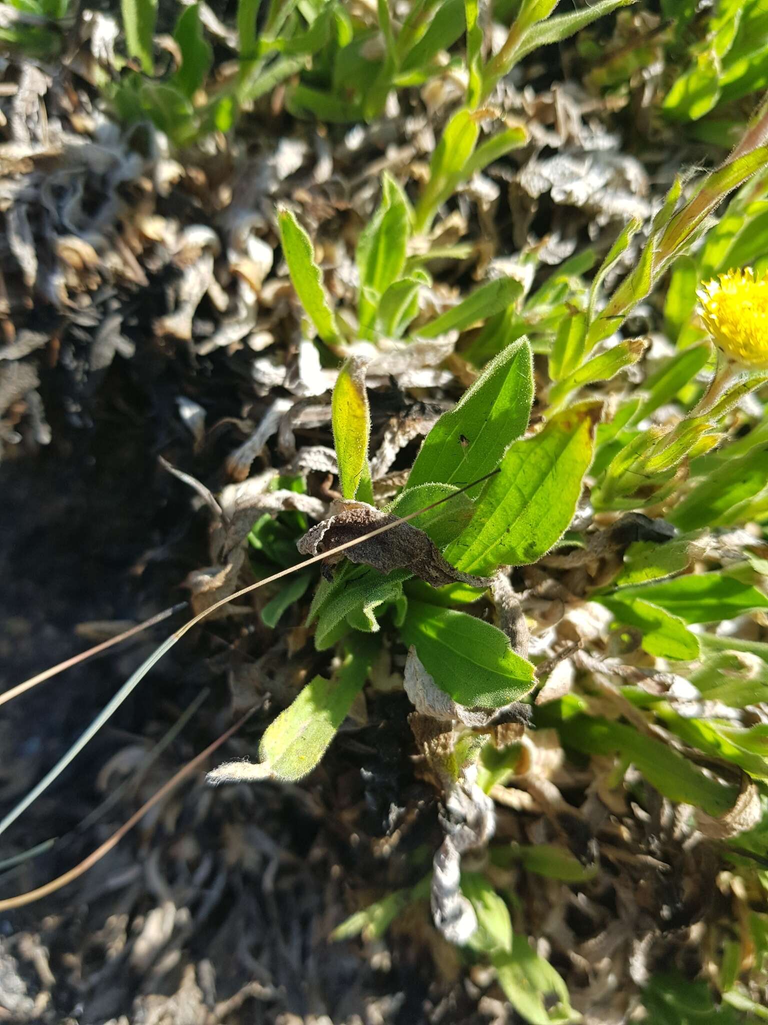 Image of Helichrysum aureum var. monocephalum (DC.) Hilliard