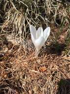 Image of dutch crocus, spring crocus