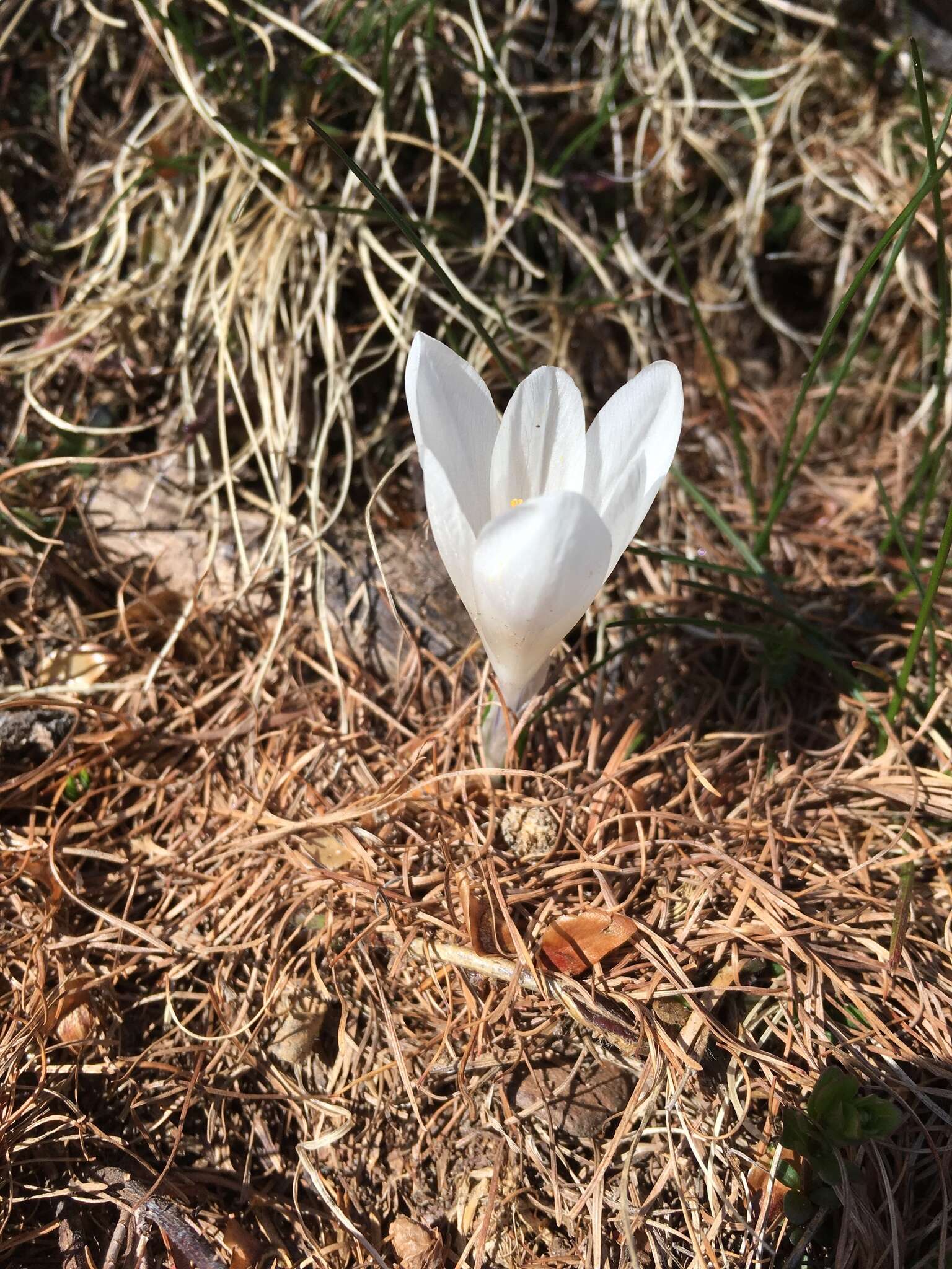 Image of dutch crocus, spring crocus