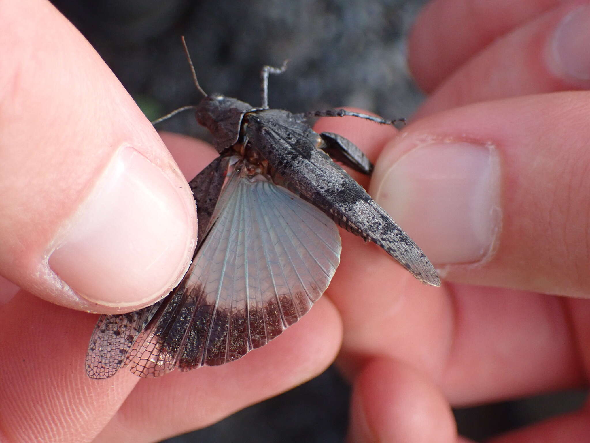 Image of Oedipoda caerulescens caerulescens (Linnaeus 1758)