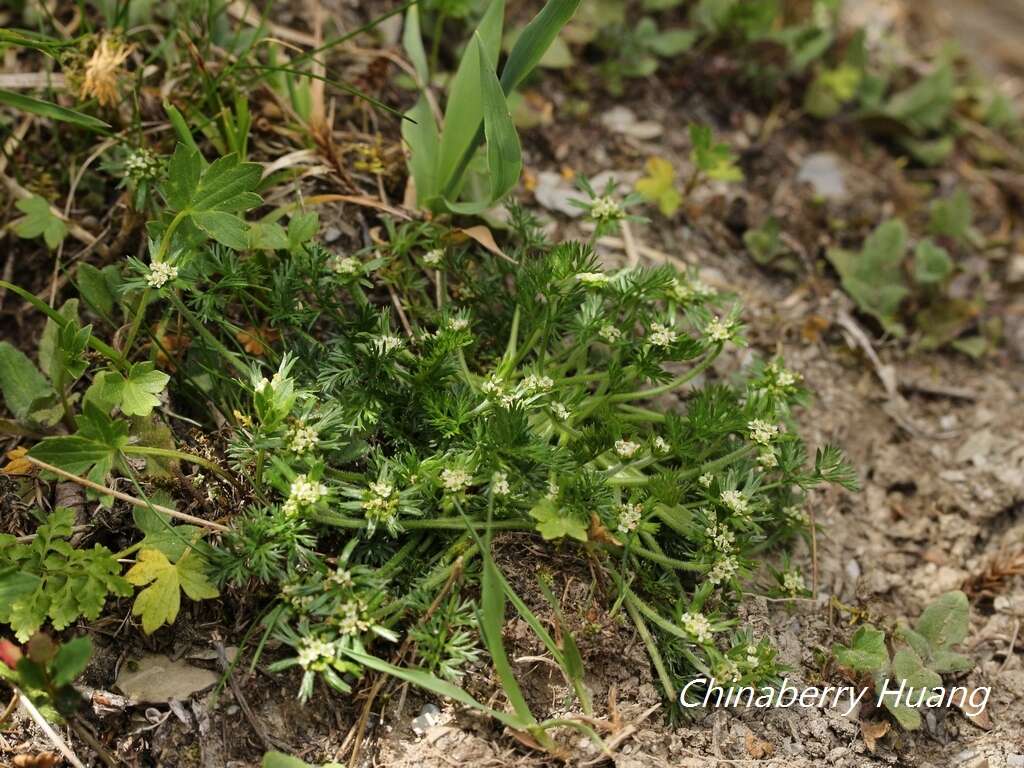 Sivun Chaerophyllum nanhuense (Chih H. Chen & J. C. Wang) K. F. Chung kuva