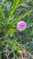 Image of Melaleuca nesophila F. Müll.