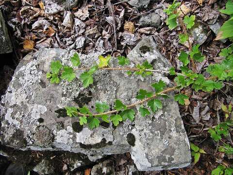 Image of Ribes burejense F. Schmidt