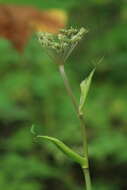 Image of Angelica anomala subsp. sachalinensis (Maxim.) H. Ohba