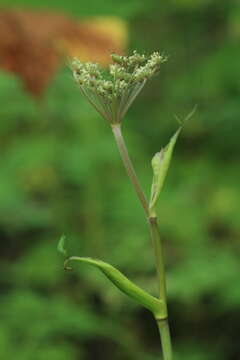 Imagem de Angelica anomala subsp. sachalinensis (Maxim.) H. Ohba