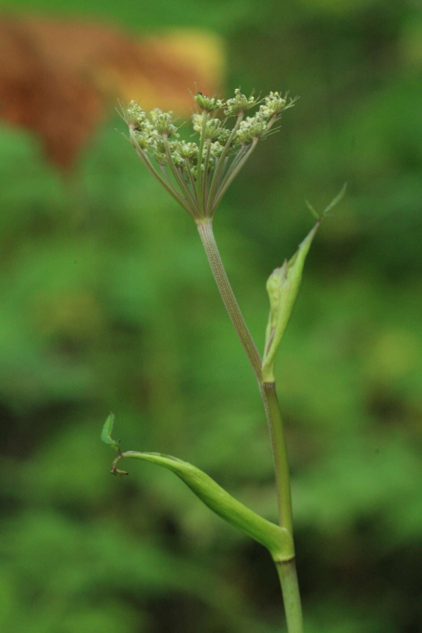 Angelica anomala subsp. sachalinensis (Maxim.) H. Ohba resmi