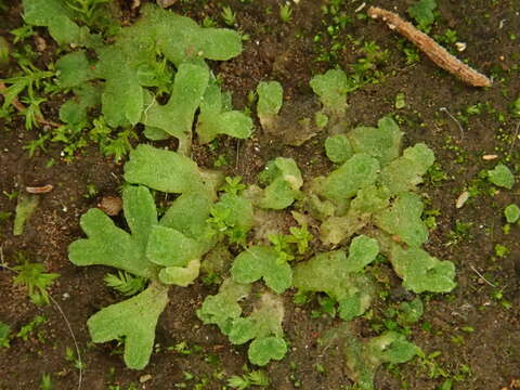 Image of Riccia crozalsii Levier