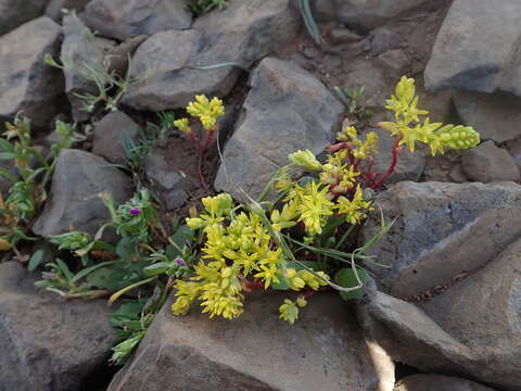 Image of Sierran Mock Stonecrop