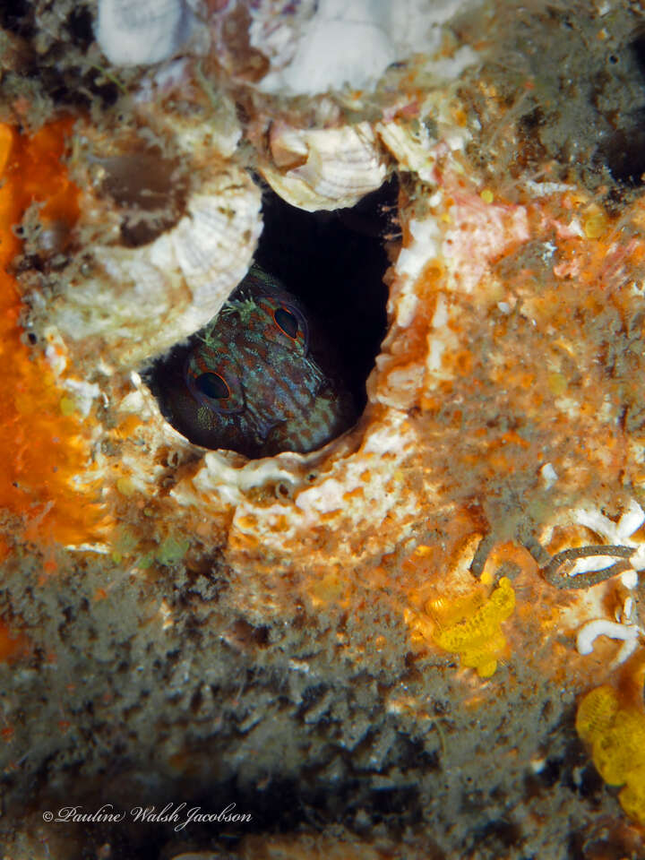 Image of Oyster blenny