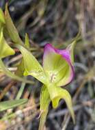 Image of Disperis capensis var. brevicaudata Rolfe