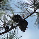 صورة Pinus lawsonii Roezl ex Gordon