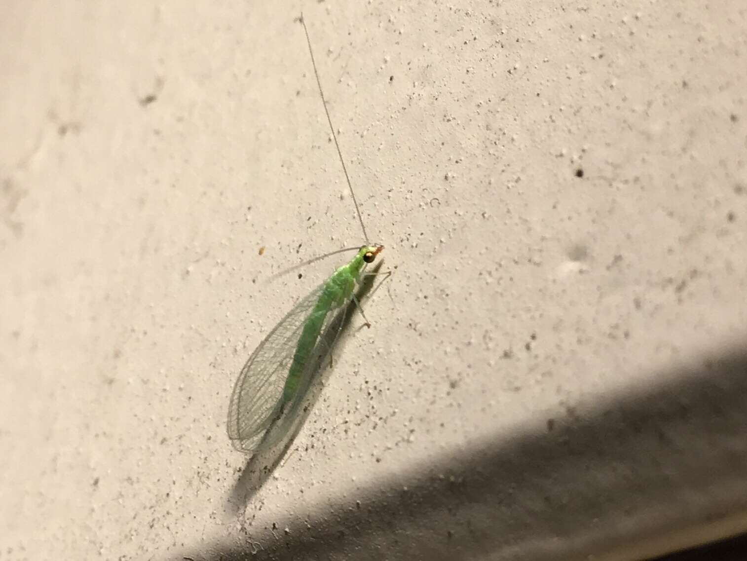 Image of Green lacewing