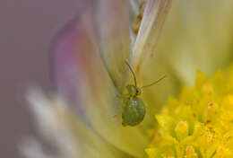 Sminthurus viridis (Linnæus & C 1758)的圖片