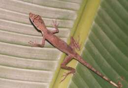 Image of Blotchbelly Anole