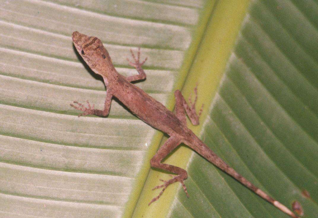 Image of Blotchbelly Anole