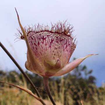 Calochortus fimbriatus H. P. McDonald resmi