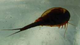 Sivun Triops longicaudatus (Le Conte 1846) kuva