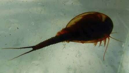 Imagem de Triops longicaudatus (Le Conte 1846)