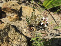 Image of Pelargonium trifoliolatum (Eckl. & Zeyh.) Steud.