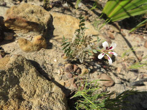 Image of Wineblotch Storksbill