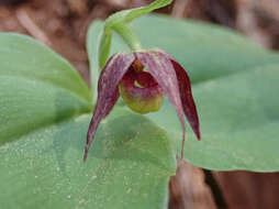 Image of Clustered lady's slipper