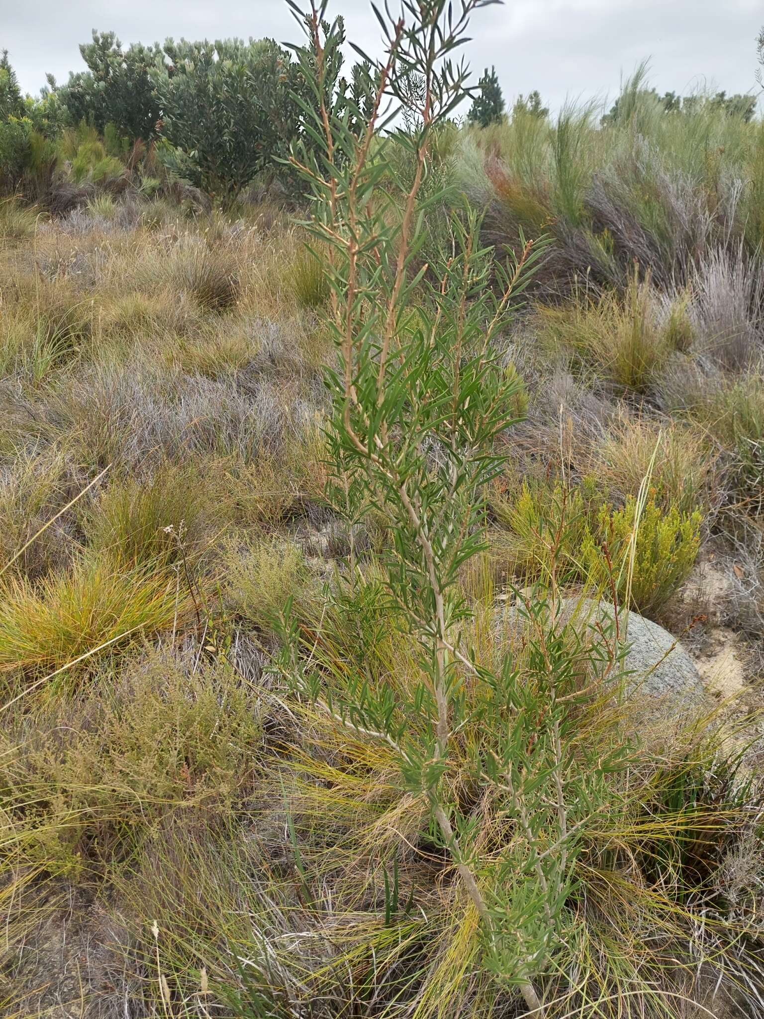 Image of scarlet bottlebrush