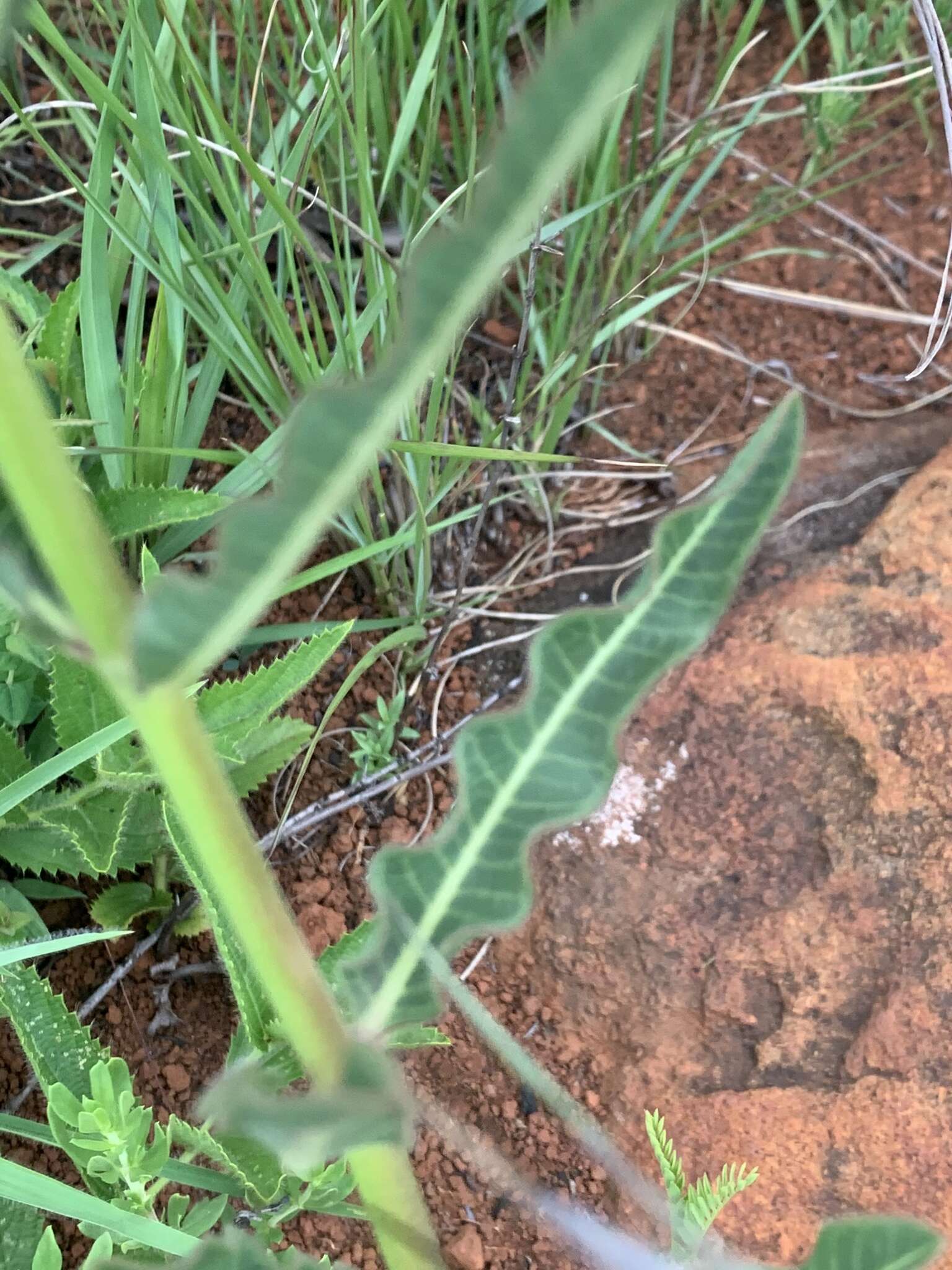 Image of Pachycarpus concolor subsp. transvaalensis (Schltr.) Goyder