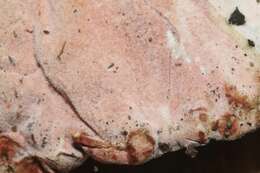 Image of Mycogone rosea Link 1809