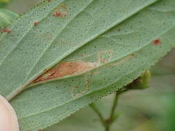 Image of Caloptilia hypericella (Braun 1918)