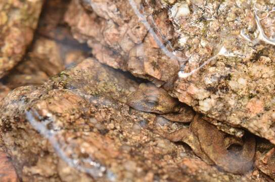 Image of Corsican Brook Salamander