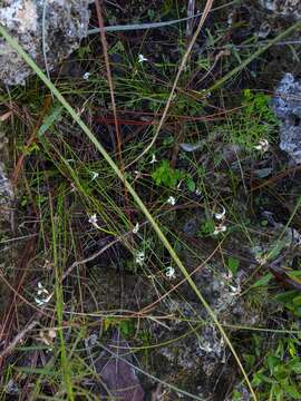 Image de Rhynchospora floridensis (Britton ex Small) H. Pfeiff.