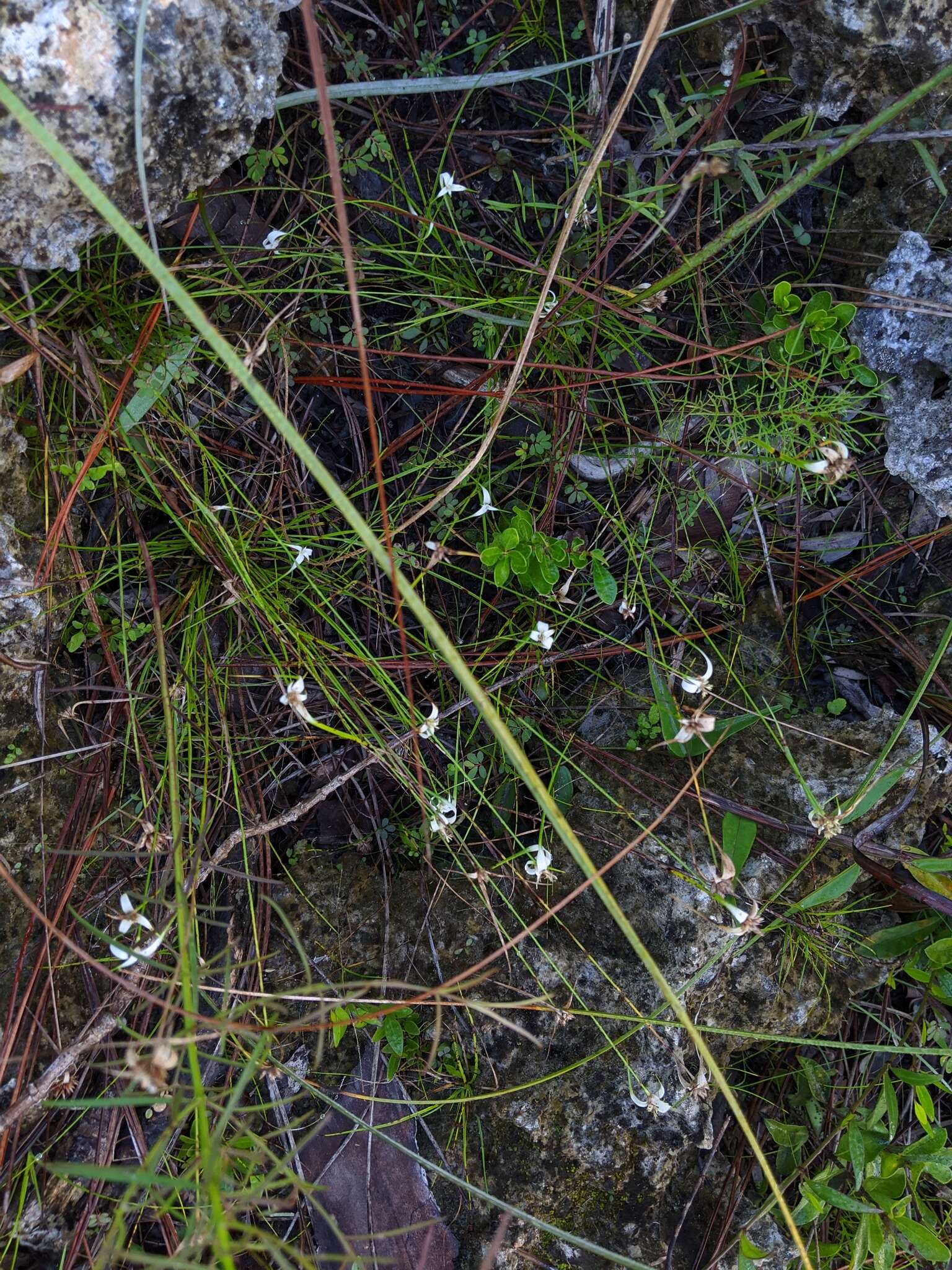 Image of Florida Whitetop