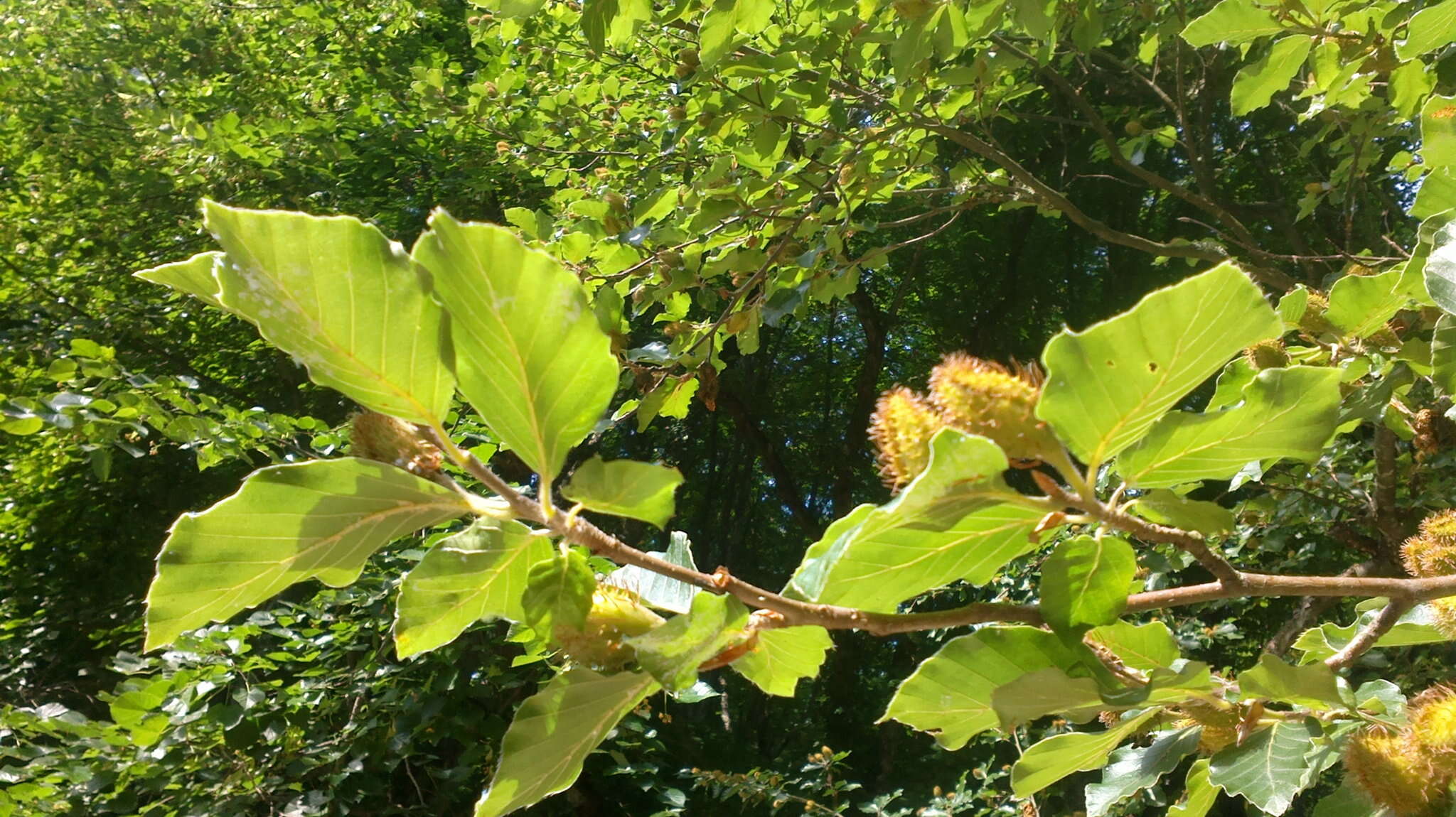 Image of Oriental Beech