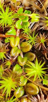 Image of Epilobium pernitens Cockayne & Allan