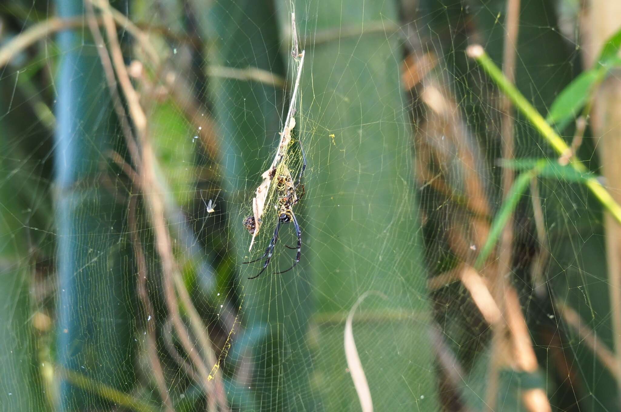 صورة Trichonephila antipodiana (Walckenaer 1841)