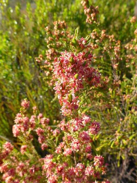 Image of Passerina falcifolia C. H. Wright