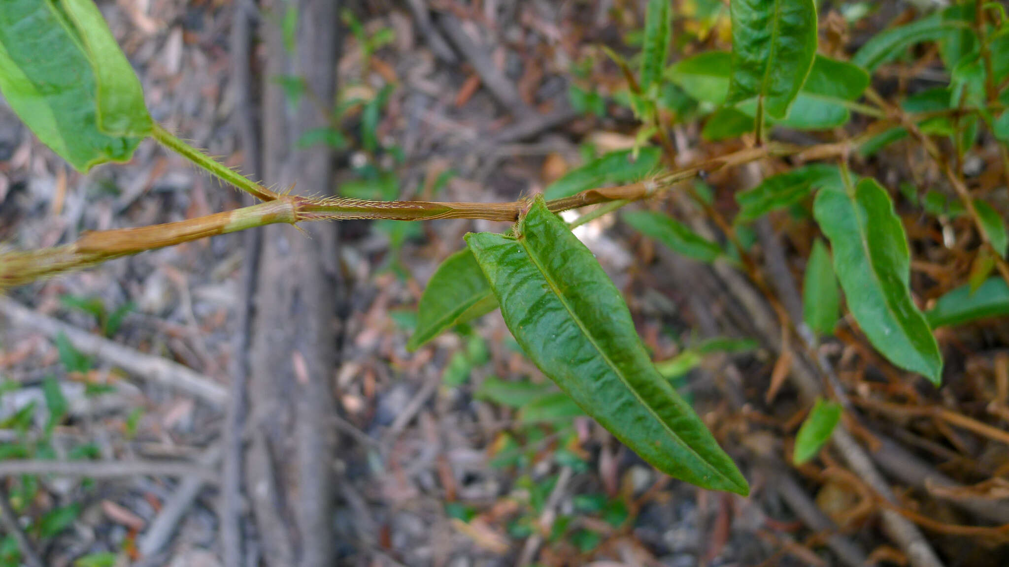 Image of Persicaria strigosa (R. Br.) Nakai