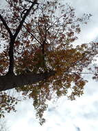 Image of Northern Red Oak