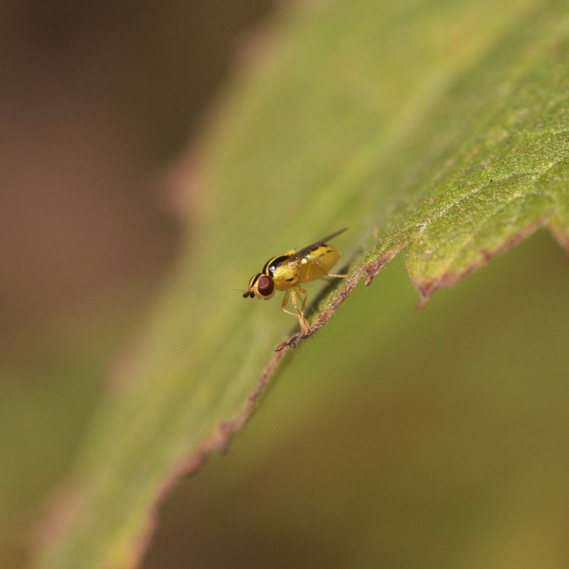 Image of Chloropid fly