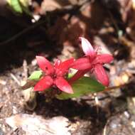 Plancia ëd Crusea coccinea DC.