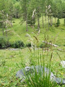 Image of Deschampsia cespitosa subsp. cespitosa