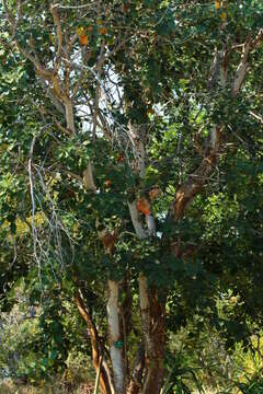 صورة Pterocarpus rotundifolius (Sond.) Druce