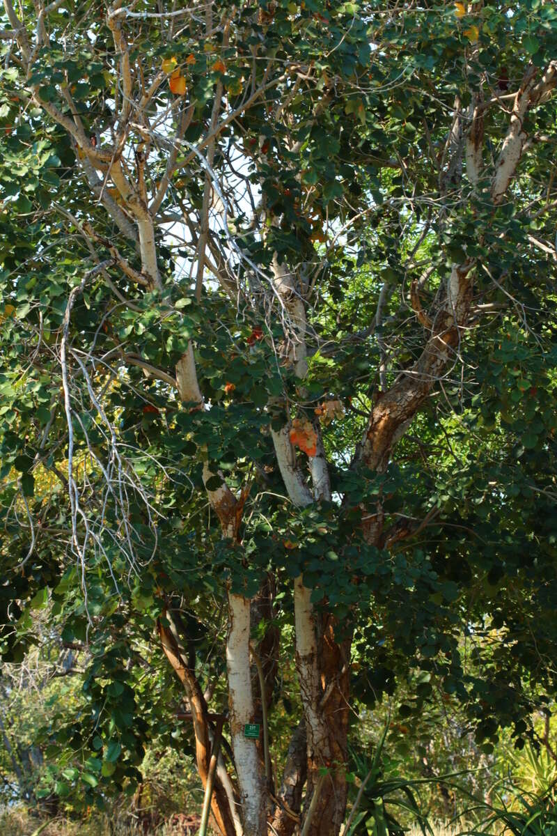 صورة Pterocarpus rotundifolius (Sond.) Druce